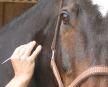 Akupunkturmassage für Pferde